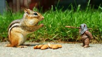Funny Animal Squirrel Wallpaper Splendid HD