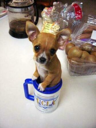Teacup Chihuahua