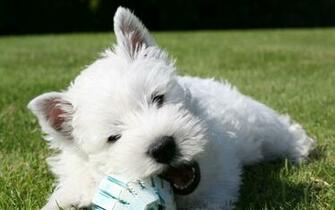 Westie Puppy Wallpaper Imgkid The Image Kid