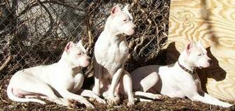 Dogo Argentino Wallpaper HD