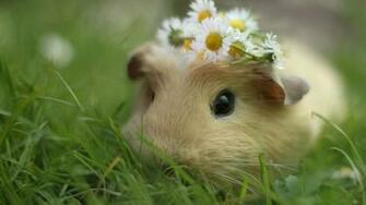 Guinea Pigs Wallpaper HD Wallpapermine