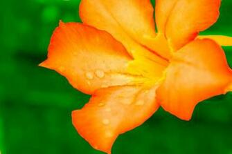 Yellow Gold Flower Background Stock Photo HD Public Domain