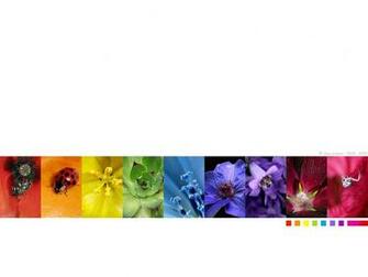 Natural Rainbow White Wallpaper Stock