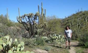 Arizona Scenery My Photos Of Desert Cactus And