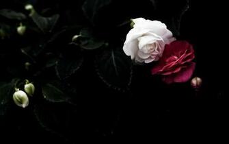 Roses Wallpaper Black White Leaf Pair Red Petals