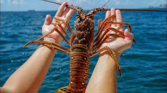 Spiny Lobster Held Aloftat Sea Wallpaper