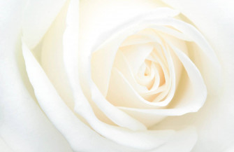 Solid White Wallpaper