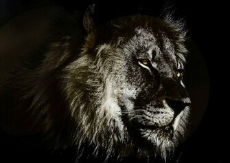 Abstract Lion Wallpaper HD Window Top Rated