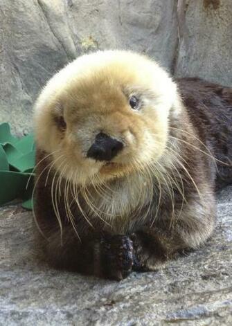 Baby Otter Favorite Pictures