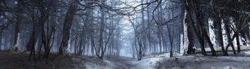 Winter HD Wallpaper
