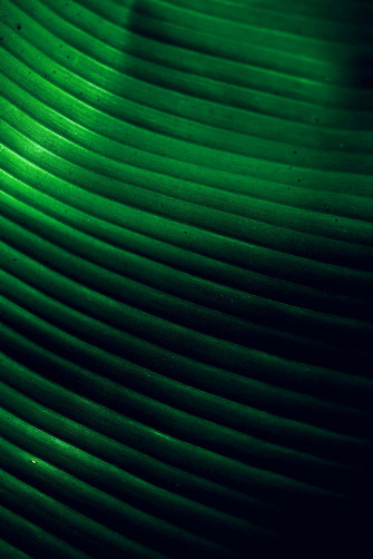 Eat Healthily With Fresh Banana Leaf Wallpaper