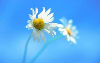 Windows Daisy Flowers HD Wallpaper