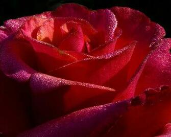 Red Roses Desktop Wallpaper High Definition