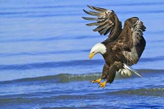 Wallpaper Background Birds Of Prey Fishing Bald Eagle