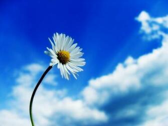 White Daisy Flower Wallpaper Me