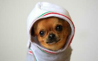 Chihuahua Dog Wallpaper Pictures HD