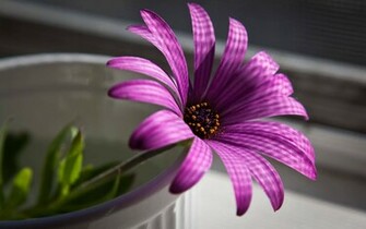 Flower Wallpaper Purple Wallaper Background