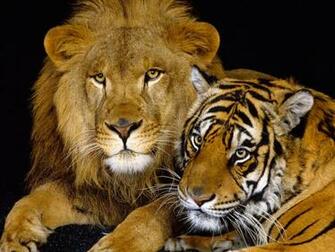 Lion And Tiger Animals Wallpaper