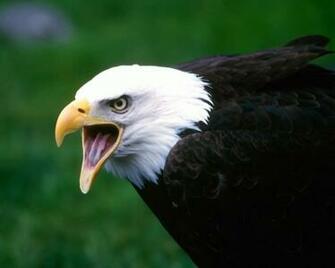 Most Amazing Animals Wallpaper Worlds
