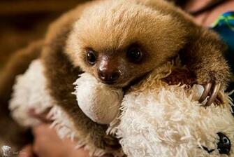 Sloth Wallpaper Weddingdressin