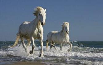 Running Horse Daily Background In HD