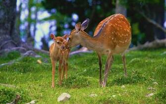 Doe And Her Fawn Wallpaper