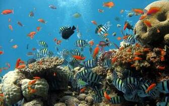 Sea Ocean Fish Wallpaper And Image Pictures Photos