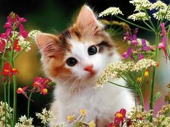 Nice And Cute Wallpaper
