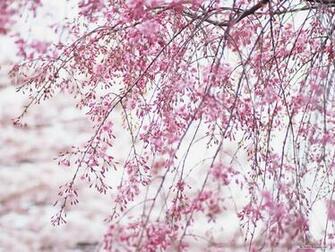 Cherry Blossom Flower Desktop Background