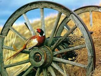 Pheasants Gallery