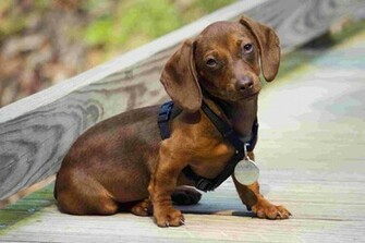 Dachshund Puppy Wallpaper Cubs Animals Nature