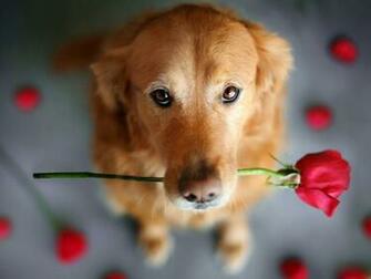 Cute Dog Dogs Wallpaper