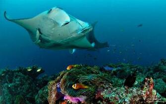 Manta Ray Maldives National Geographic Wallpaper Selected