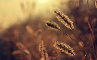 Nature Vintage Wallpaper Photography Rosa