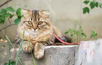 Wallpaper Cat Eyes Summer Animal Cats