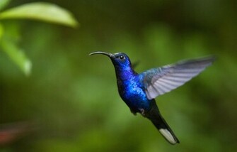 Hummingbird HD Wallpaper High Definition iPhone