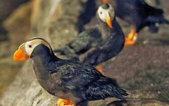 Tag Tufted Puffin Wallpaper Background Photos Image And Pictures