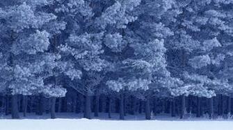 Winter Forest Birds Park Wallpaper Animals HD