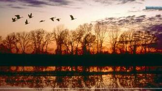 Canada Geese Migrating Missouri Wallpaper