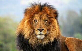 Lion HD Wallpaper Background Image