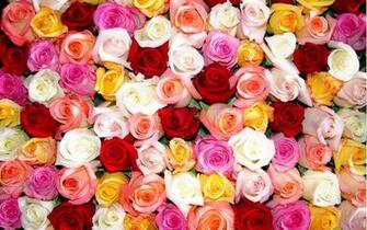 Rose Color Beautiful Flowers Wallpaper HD