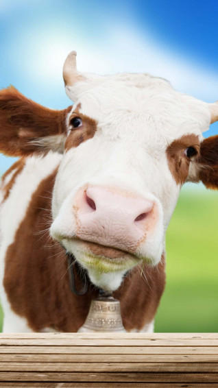 Cow iPhone Wallpaper