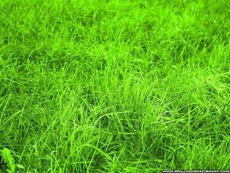 Green Grass Wallpaper Your Title