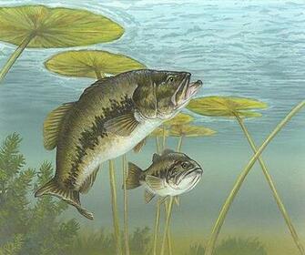 Bass Fish