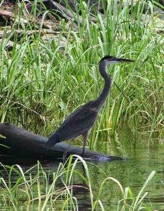 Great Blue Heron Photos Wallpaper The Fun Bank
