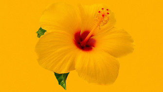 Hibiscus Wallpaper