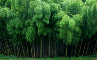 Nature Bamboo HD Wallpaper