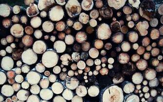 Apple Wallpaper Types Of Wood HD Mac Desktop