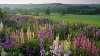 Prince Edward Island Wallpaper