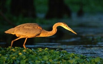 Wallpaper Heron Grass Great Blue